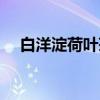 白洋淀荷叶茶（关于白洋淀荷叶茶介绍）
