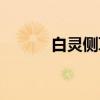 白灵侧耳(关于白灵侧耳介绍) 白灵侧耳(关于白灵侧耳介绍)