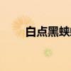 白点黑蛱蝶（关于白点黑蛱蝶介绍）