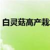 白灵菇高产栽培(关于白灵菇高产栽培介绍) 白灵菇高产栽培(关于白灵菇高产栽培介绍)