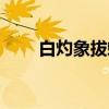 白灼象拔蚌（关于白灼象拔蚌介绍）