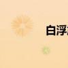 白浮鸠（关于白浮鸠介绍）