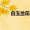 白玉兰花茶(关于白玉兰花茶介绍) 白玉兰花茶(关于白玉兰花茶介绍)