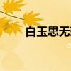 白玉思无瑕（关于白玉思无瑕介绍）