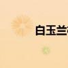 白玉兰杯（关于白玉兰杯介绍）