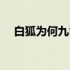 白狐为何九命（关于白狐为何九命介绍）
