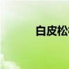 白皮松林（关于白皮松林介绍）