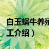白玉蜗牛养殖与加工（关于白玉蜗牛养殖与加工介绍）