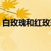 白玫瑰和红玫瑰（关于白玫瑰和红玫瑰介绍）