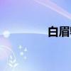 白眉鹎（关于白眉鹎介绍）