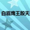 白眉鹰王殷天正（关于白眉鹰王殷天正介绍）