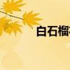 白石榴花（关于白石榴花介绍）