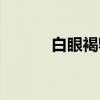 白眼褐鹎（关于白眼褐鹎介绍）