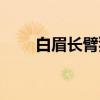 白眉长臂猿（关于白眉长臂猿介绍）