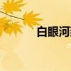 白眼河燕(关于白眼河燕介绍) 白眼河燕(关于白眼河燕介绍)