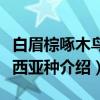 白眉棕啄木鸟广西亚种（关于白眉棕啄木鸟广西亚种介绍）