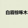 白眉棕啄木鸟（关于白眉棕啄木鸟介绍）
