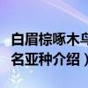 白眉棕啄木鸟指名亚种（关于白眉棕啄木鸟指名亚种介绍）
