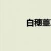 白穗薹草（关于白穗薹草介绍）