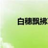 白穗飘拂草（关于白穗飘拂草介绍）