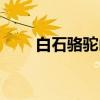 白石骆驼山（关于白石骆驼山介绍）