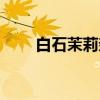 白石茉莉奈（关于白石茉莉奈介绍）