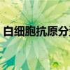 白细胞抗原分型（关于白细胞抗原分型介绍）