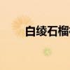 白绫石榴裙（关于白绫石榴裙介绍）