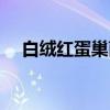 白绒红蛋巢菌（关于白绒红蛋巢菌介绍）