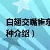 白翅交嘴雀东北亚种（关于白翅交嘴雀东北亚种介绍）