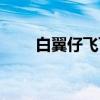 白翼仔飞飞（关于白翼仔飞飞介绍）