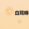 白耳蜂鸟（关于白耳蜂鸟介绍）