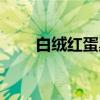 白绒红蛋巢（关于白绒红蛋巢介绍）