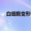 白细胞变形性（关于白细胞变形性介绍）
