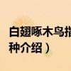 白翅啄木鸟指名亚种（关于白翅啄木鸟指名亚种介绍）