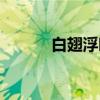 白翅浮鸥（关于白翅浮鸥介绍）