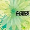 白翅夜鹰（关于白翅夜鹰介绍）