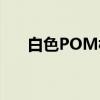 白色POM棒（关于白色POM棒介绍）