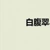 白腹翠鸟（关于白腹翠鸟介绍）