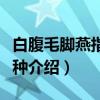 白腹毛脚燕指名亚种（关于白腹毛脚燕指名亚种介绍）