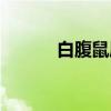 白腹鼠属（关于白腹鼠属介绍）