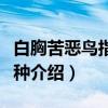 白胸苦恶鸟指名亚种（关于白胸苦恶鸟指名亚种介绍）