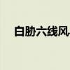 白胁六线风鸟（关于白胁六线风鸟介绍）