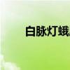 白脉灯蛾属（关于白脉灯蛾属介绍）