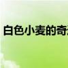 白色小麦的奇迹（关于白色小麦的奇迹介绍）