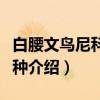 白腰文鸟尼科巴亚种（关于白腰文鸟尼科巴亚种介绍）