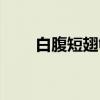白腹短翅鸲(关于白腹短翅鸲介绍) 白腹短翅鸲(关于白腹短翅鸲介绍)