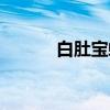 白肚宝螺（关于白肚宝螺介绍）