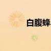 白腹蜂鸟（关于白腹蜂鸟介绍）