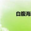 白腹海雕（关于白腹海雕介绍）